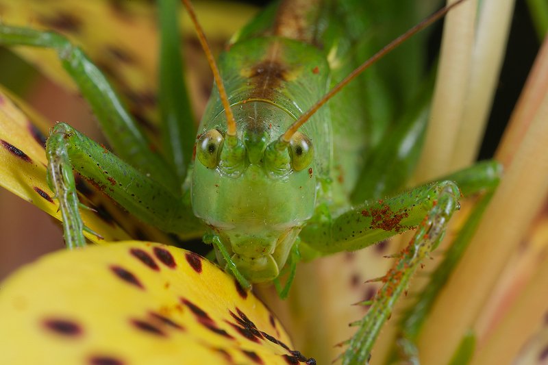 Хищный кузнечик фото превью