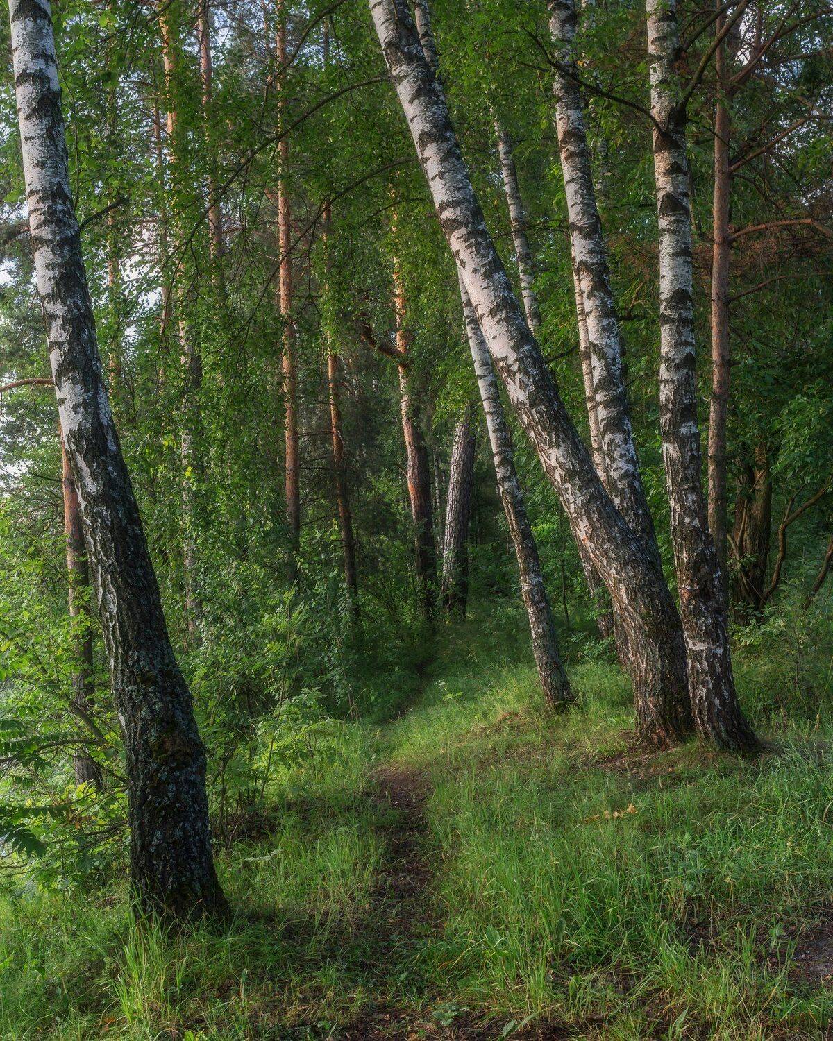 природа, пейзаж, лес, деревья, березы, Мартыненко Дмитрий