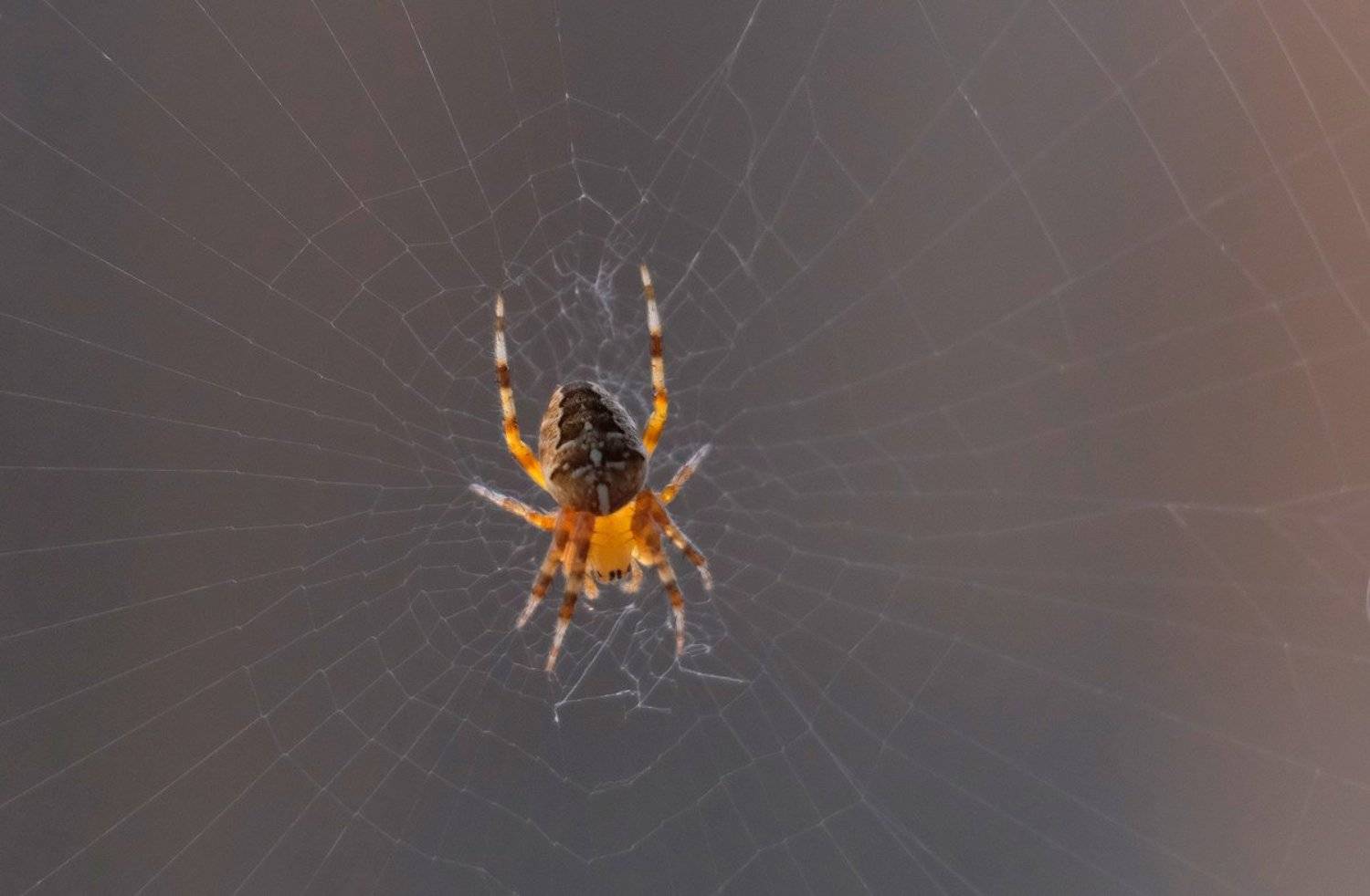 , Ольга Челдыкова