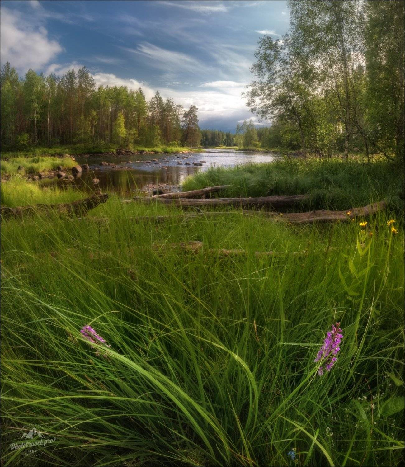 карелия, лето, пальчатокоренник фукса, орхидея, Влад Соколовский