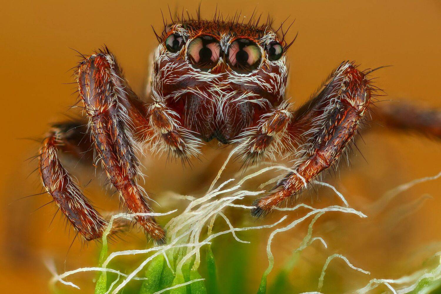 , Андрей Шаповалов