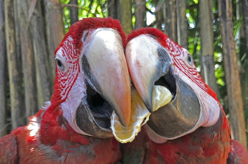 Долька фото превью