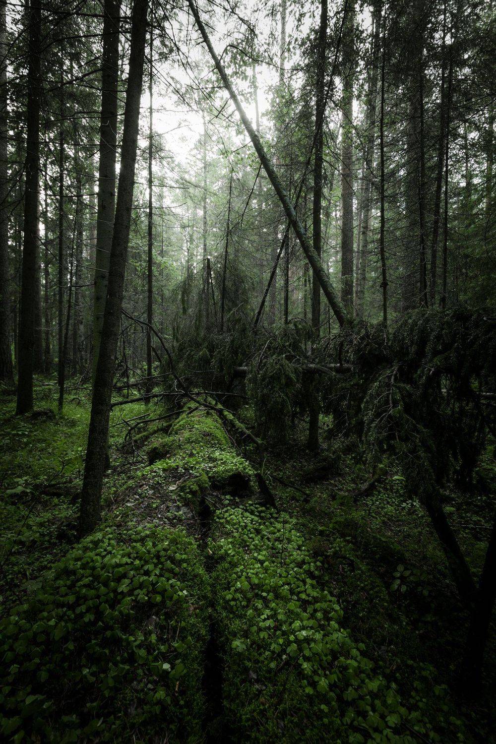 , Александр Казин