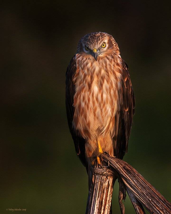 , Валерий Субачев