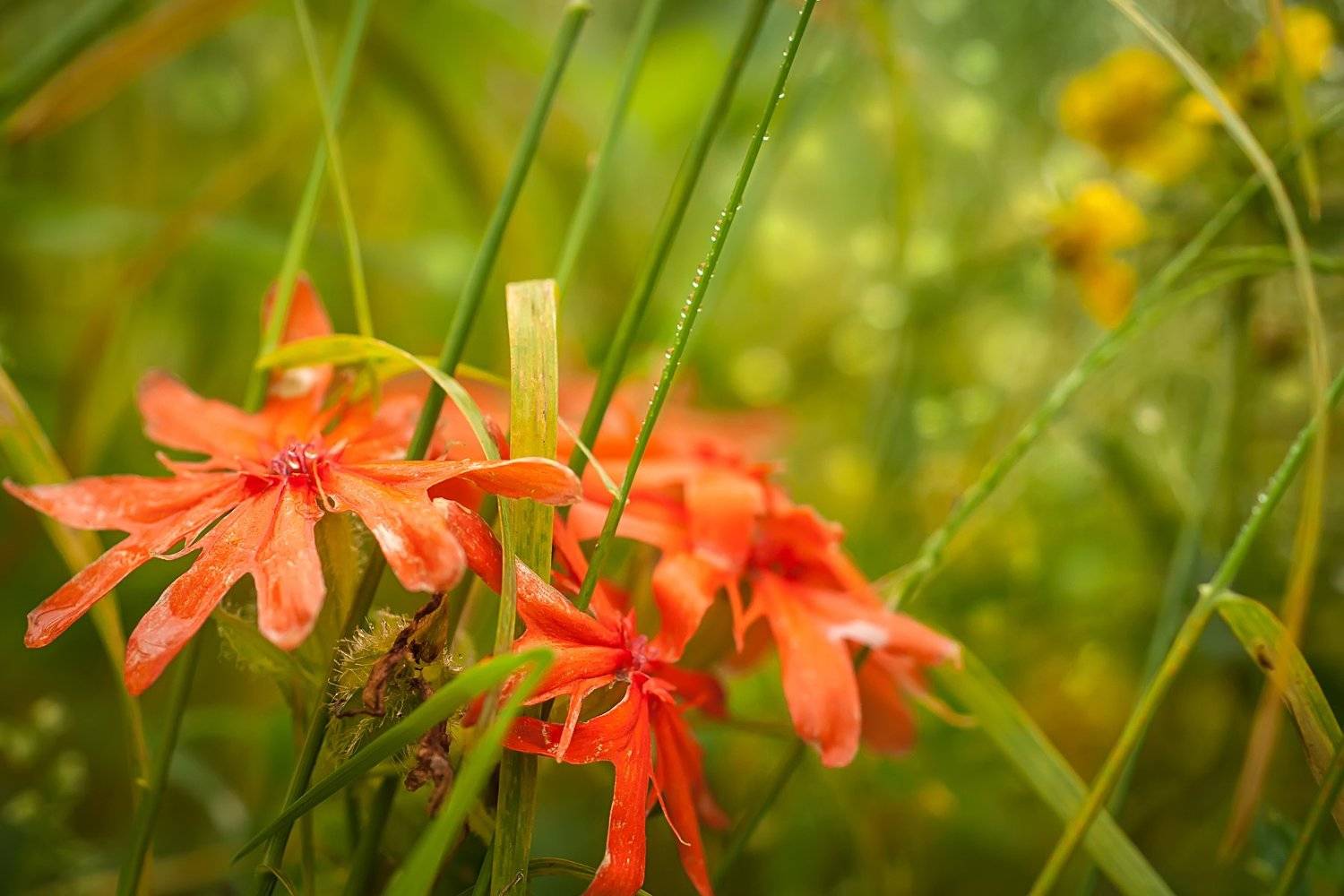 , Ольга Мусиенко
