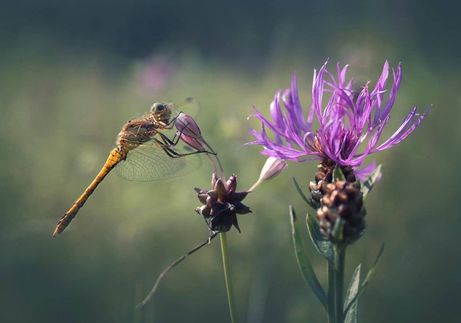 , Баранов Олег