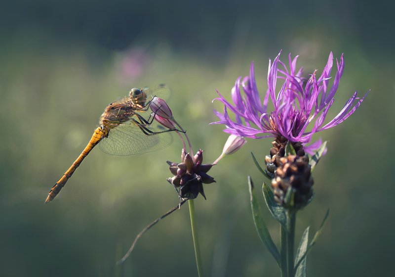 *** фото превью