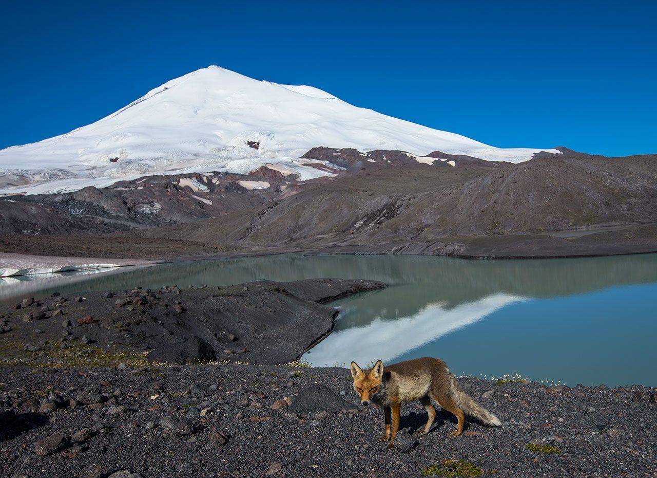 эльбрус, лиса, Хасан Журтов