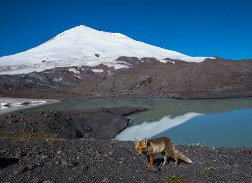 Лиса у Эльбруса