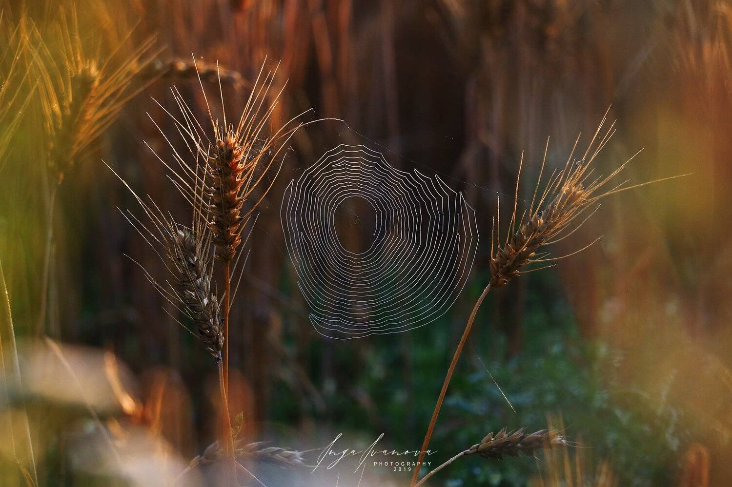 паутинка, Инга Иванова