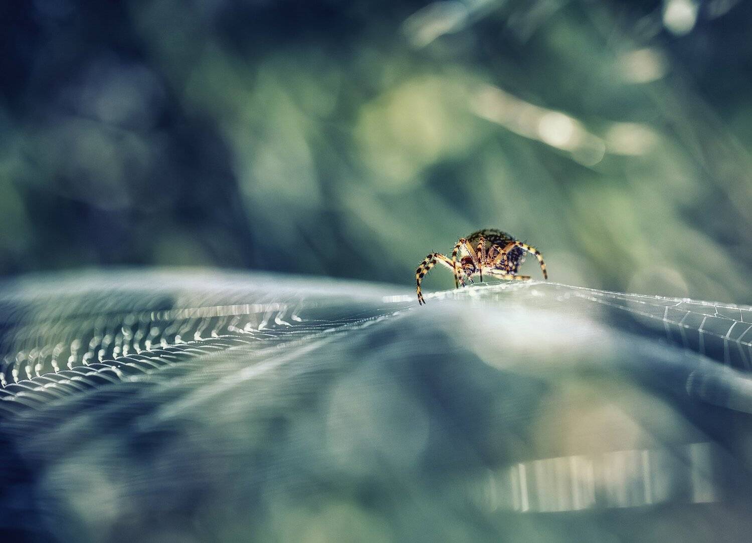 , Костадин Маджаров