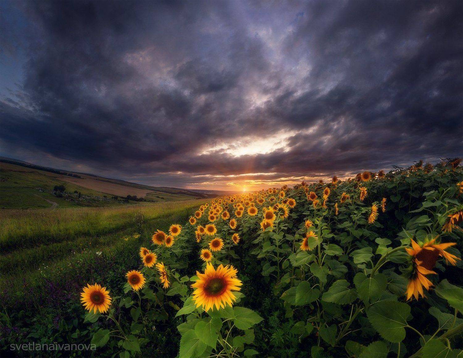 подсолнухи, закат, горы, пятигорск, ессентуки, лето, Светлана Иванова