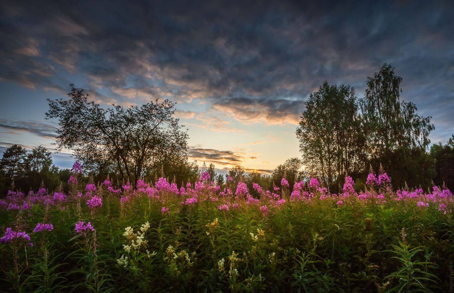 , Евгений Луцко