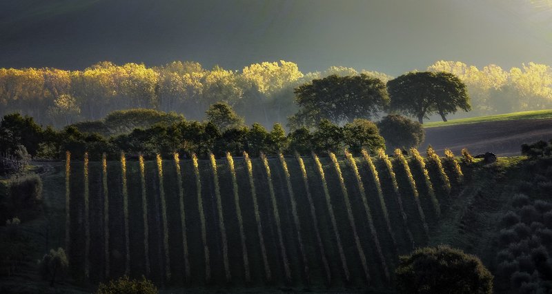vineyard фото превью