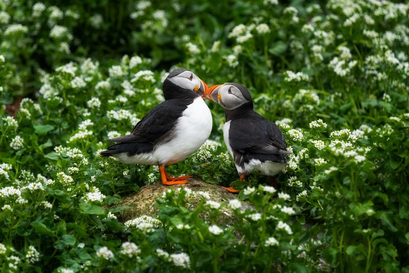 тупик, птицы, анималистика, природа, животные, wildlife, puffin, birds, animals, nature Это любовь фото превью