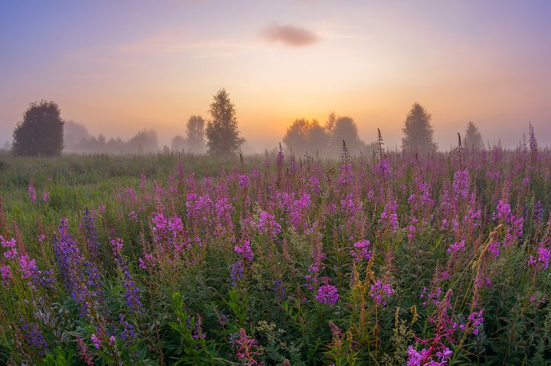 про пурпурное утро, розовый туман и цветущий иван-чай фото превью