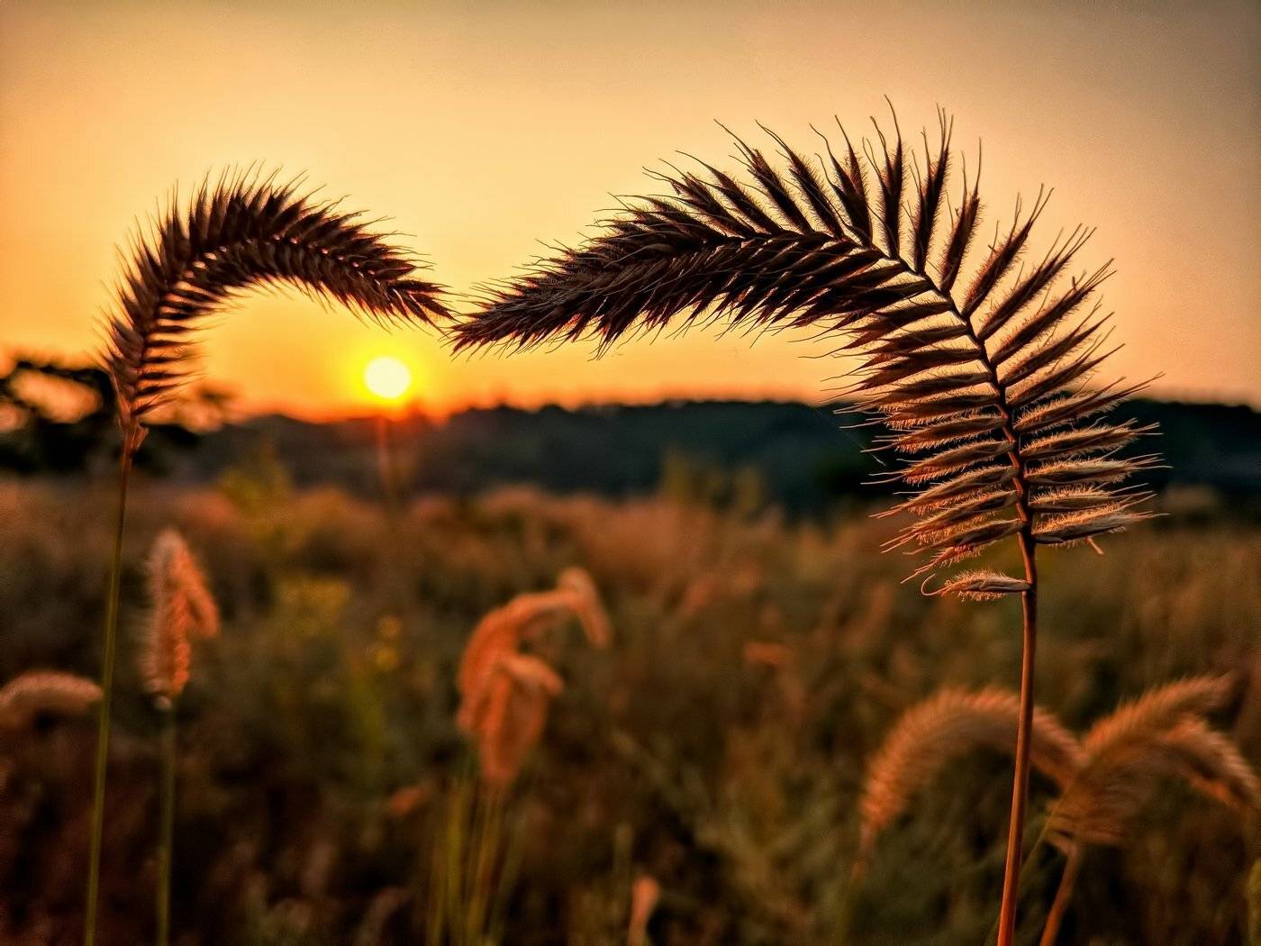 утро,рассвет,колоски ,солнце,пейзаж,цвет,sunrise, Сергей Богачёв