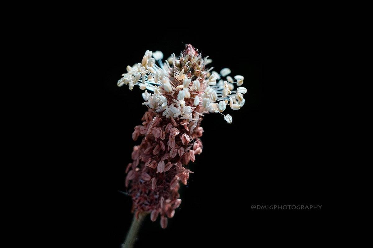 макро, природа, лето, макросъёмка, макрофотография, растение, цветы, жизнь, макромир, Дмитрий Гусалов