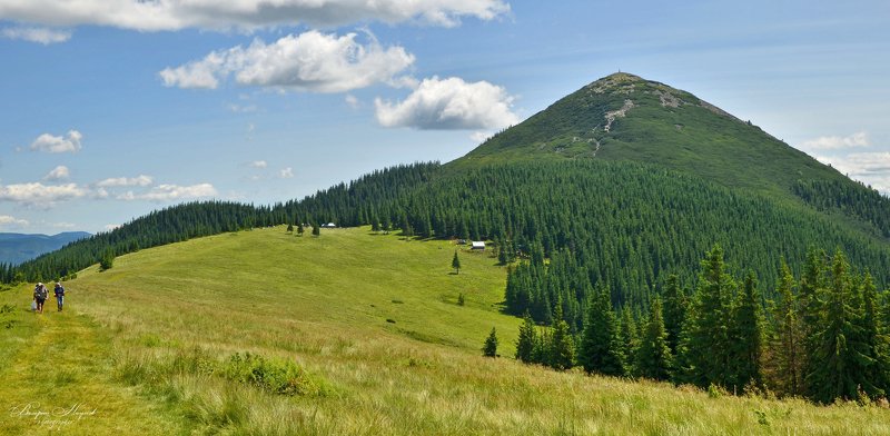 карпаты, лето, горы, хомяк, синяк, малый горган, тропа, вершина Карпаты. Восточные Горганы фото превью