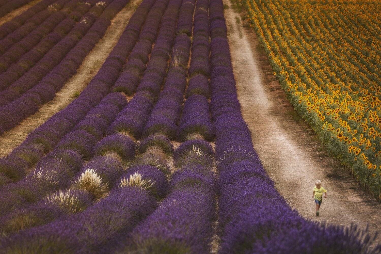 поля, лаванда, ребенок, Александр Безмолитвенный