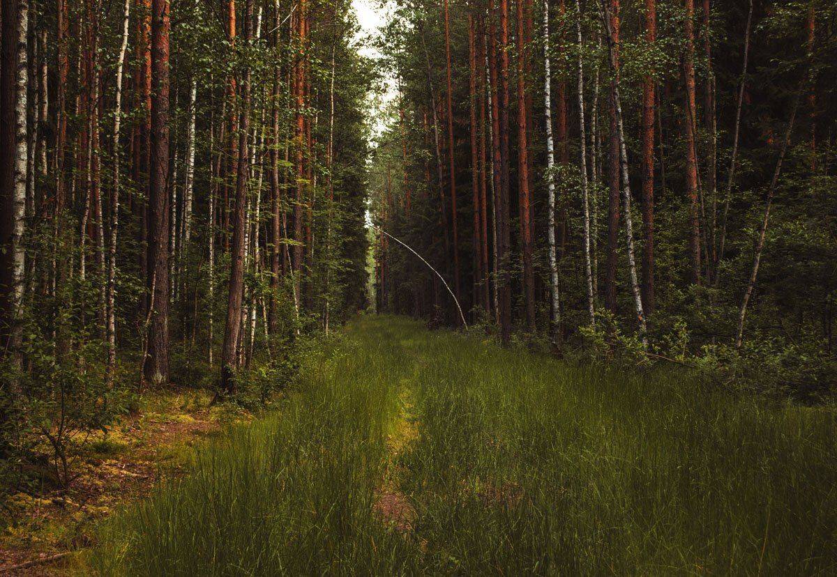 , Алексей Герасимов
