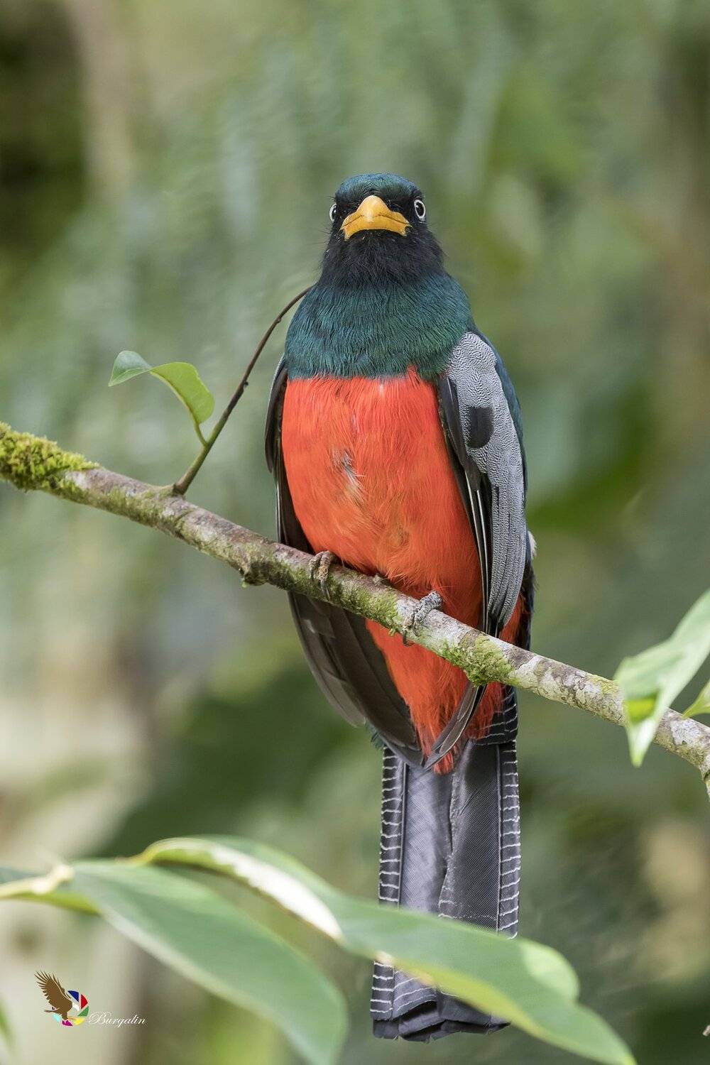 , Fernando Burgalin Sequeira