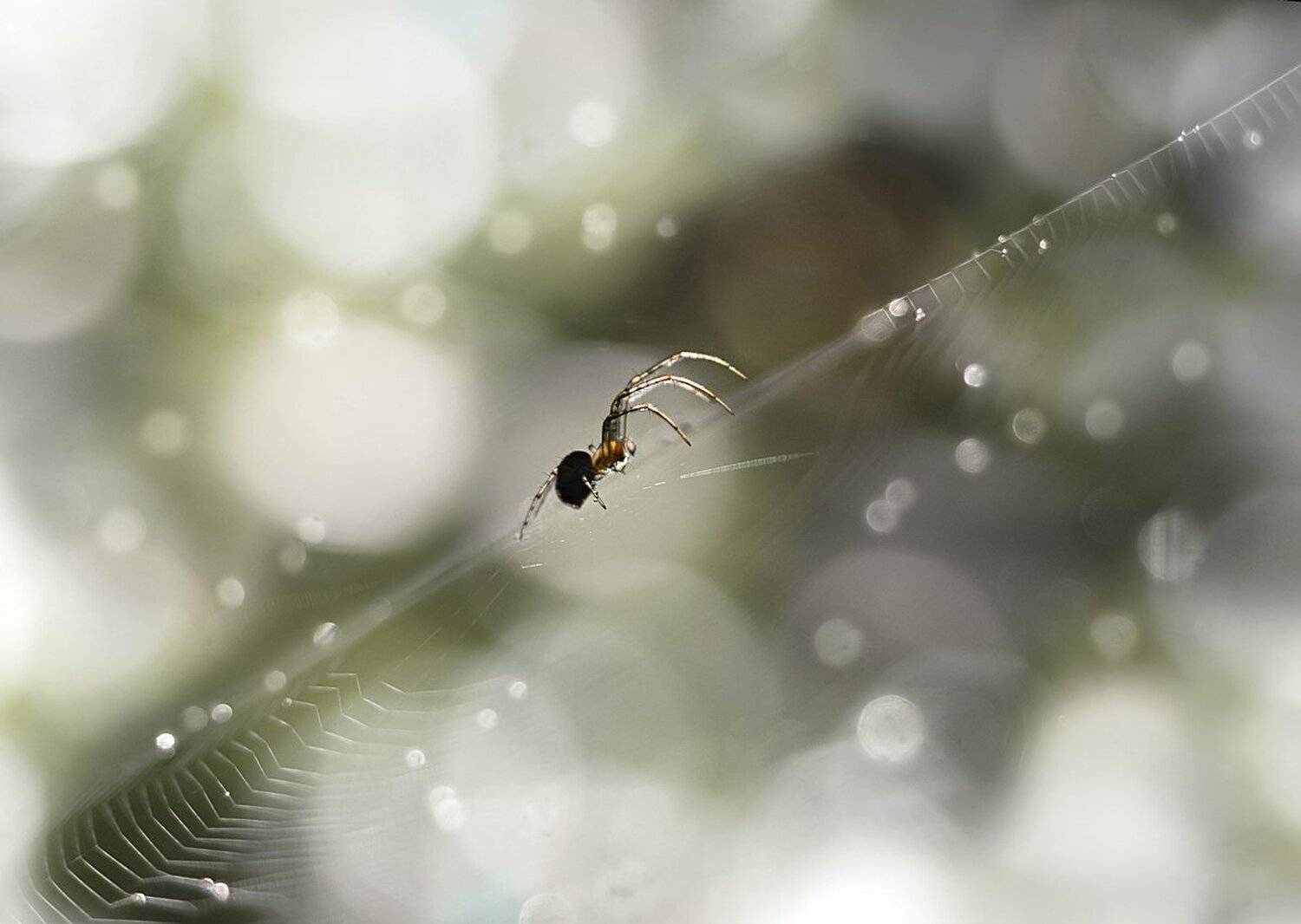 , Баранов Олег