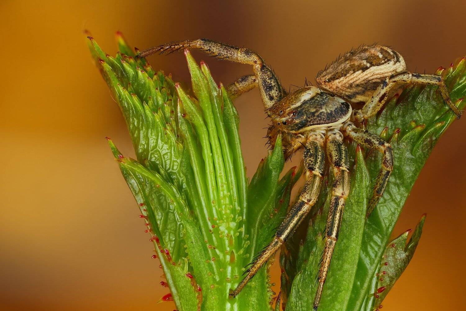 , Андрей Шаповалов