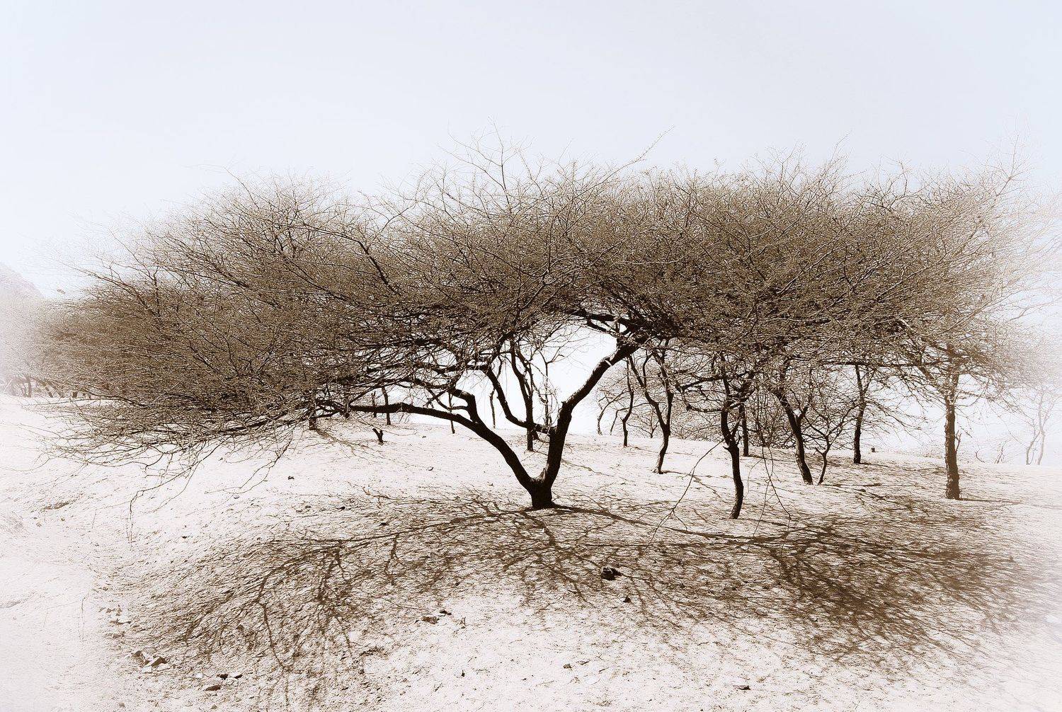 acacia, desert, rajasthan, pushkar, Кирилл Огинов