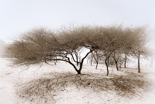 Acacia In Tar Desert
