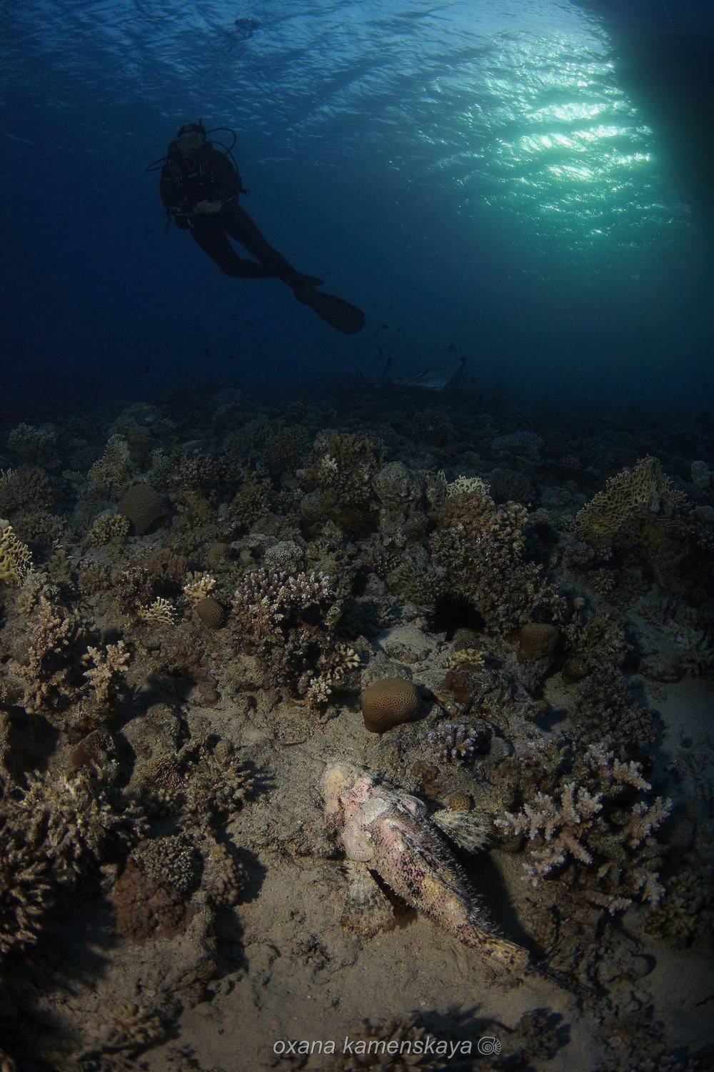 underwater blue scorpenf fish coral diver, Оксана Каменская
