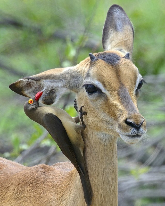 *** фото превью