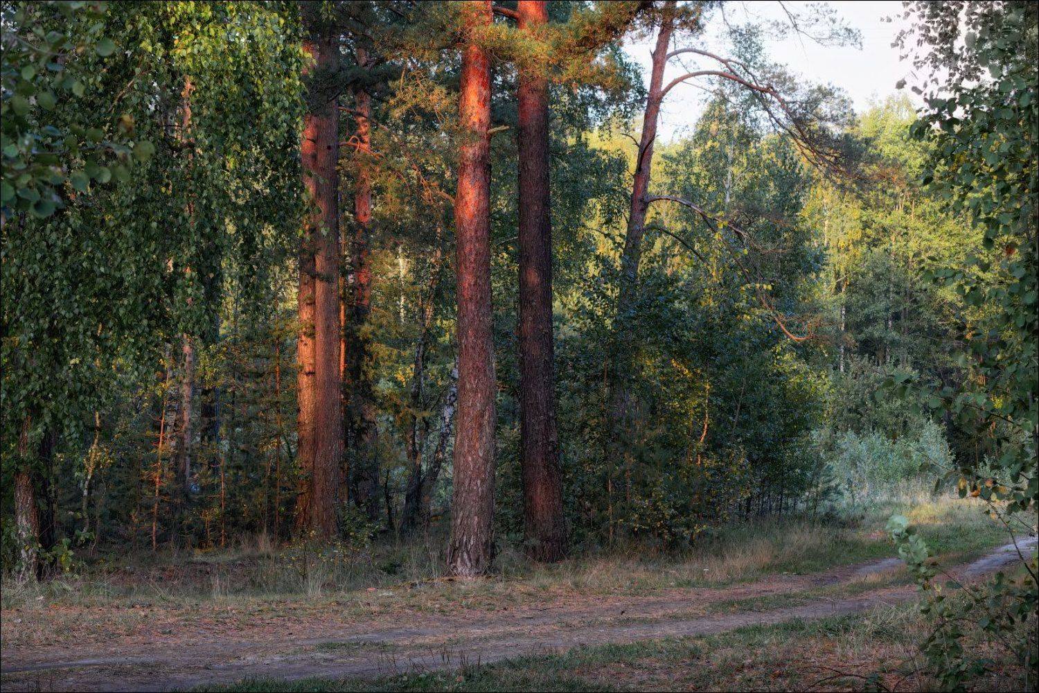 лес, утро, дорога,, Сергей Шабуневич