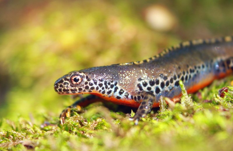 Альпийский тритон.(лат. Ichthyosaura alpestris). фото превью