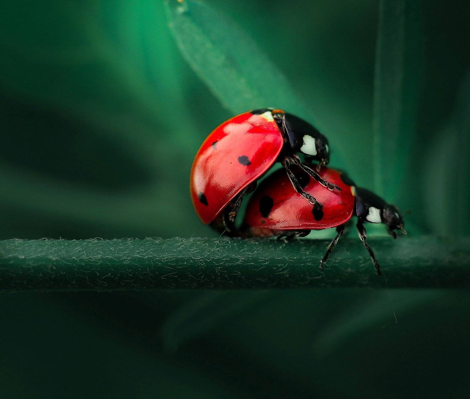 , Юлия Хворостяная