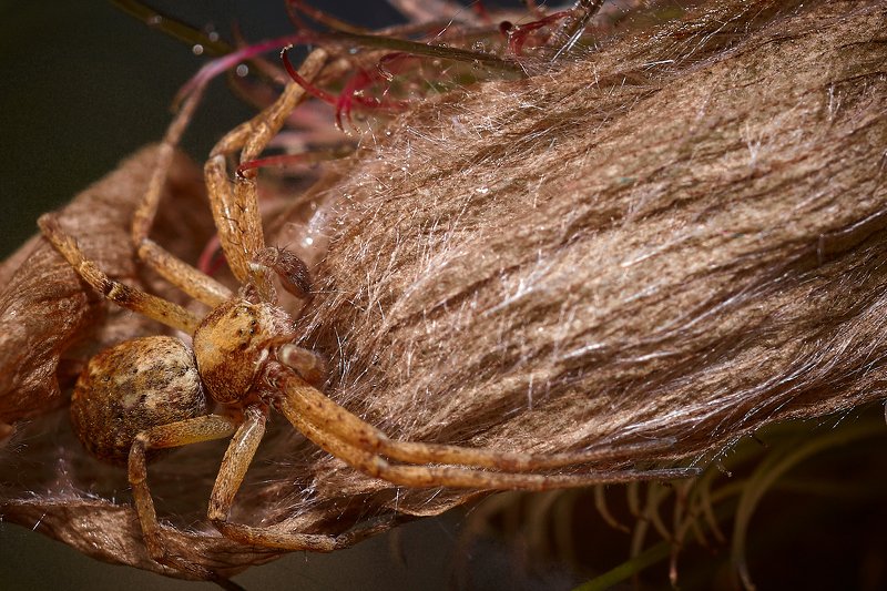 южный, урал, губерля орск, новотроицк Маскировка фото превью