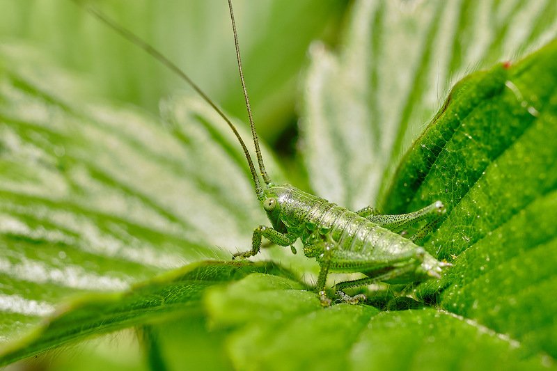 южный, урал, губерля орск, новотроицк Совсем как Огуречик)! фото превью