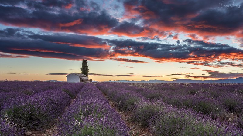 lavender fields sunrise Lavender fields & sunrise. фото превью