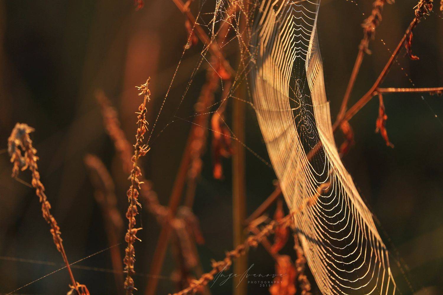 паутинка в золоте, Инга Иванова