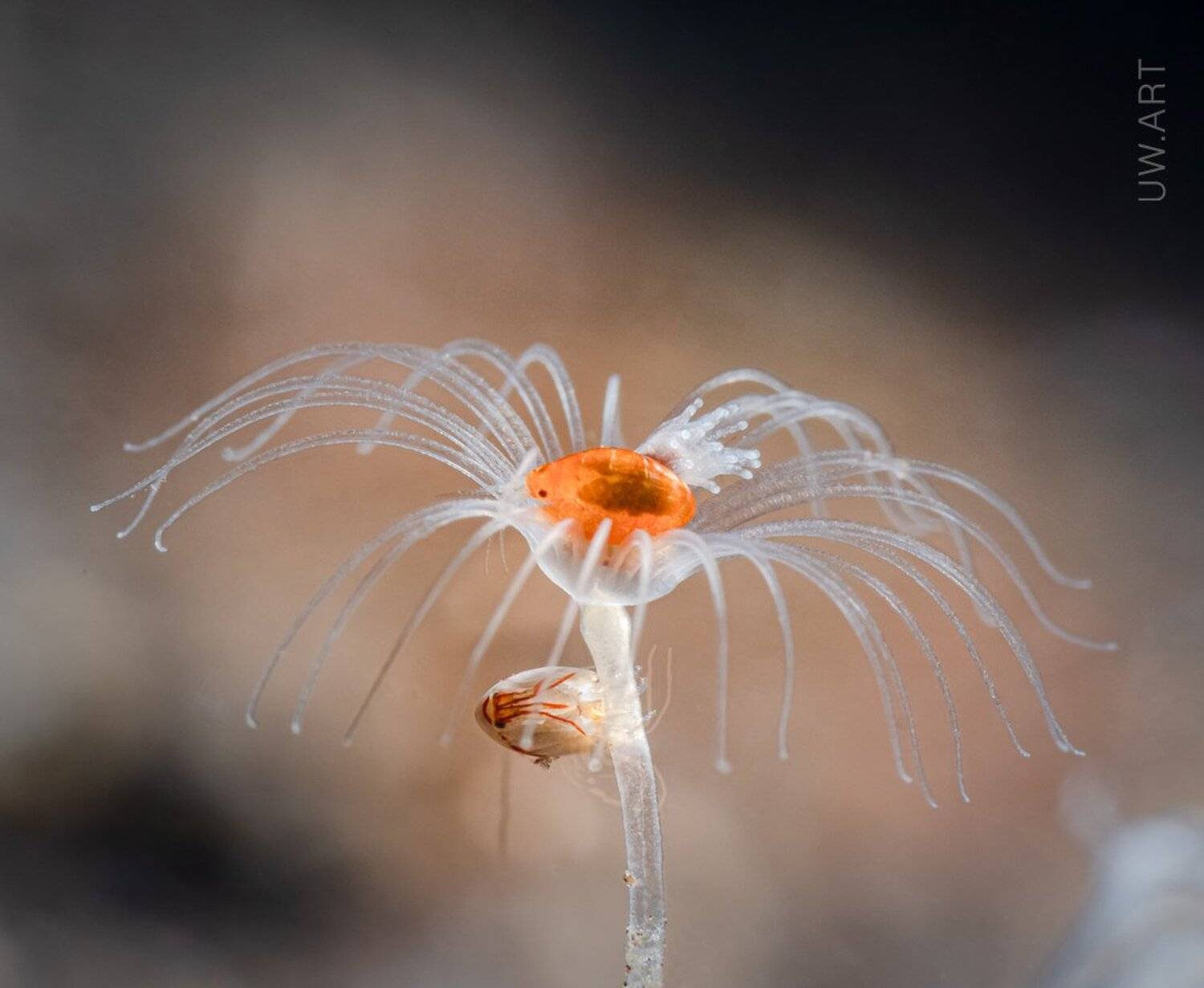 underwater, macro, ladybug, supermacro, reef, couple, , Андрей Савин