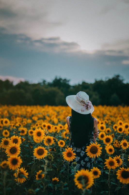 #sunflower sunwlower фото превью