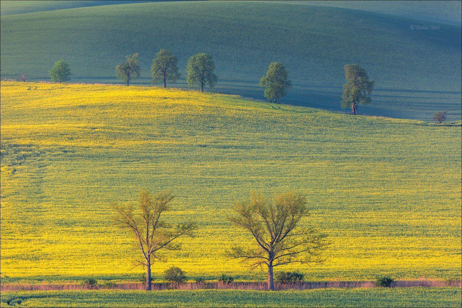 южная моравия,пейзаж,аллея,каштаны,линии,деревья,south moravian,lines,свет,czech,весна,чехия,landscapes,поле,рапс,, Василий Гори