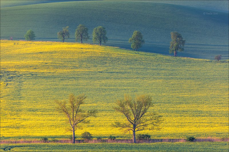 южная моравия,пейзаж,аллея,каштаны,линии,деревья,south moravian,lines,свет,czech,весна,чехия,landscapes,поле,рапс, Карлинские каштаны фото превью