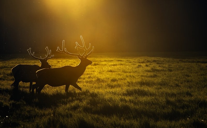 ** фото превью