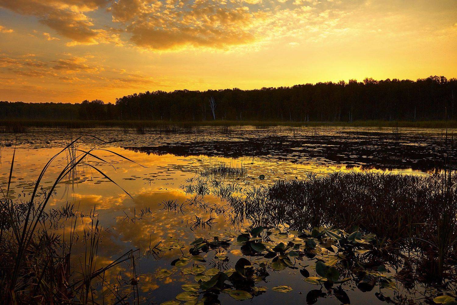 , Рашид Усманов