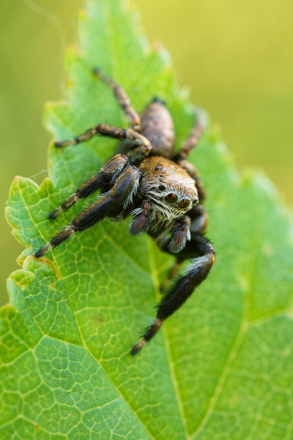 , Кузнецов Дмитрий