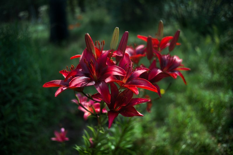 Лилии фото превью