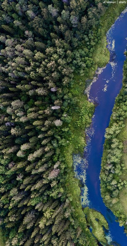 Лесная ярославская фото превью