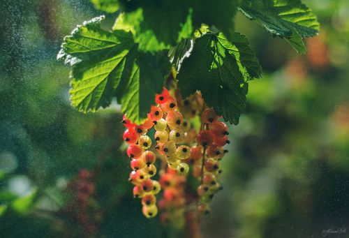 Когда поспевал урожай или Ягодное лето