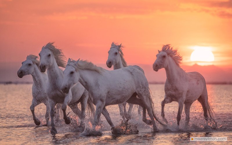 Racers of Sunrise